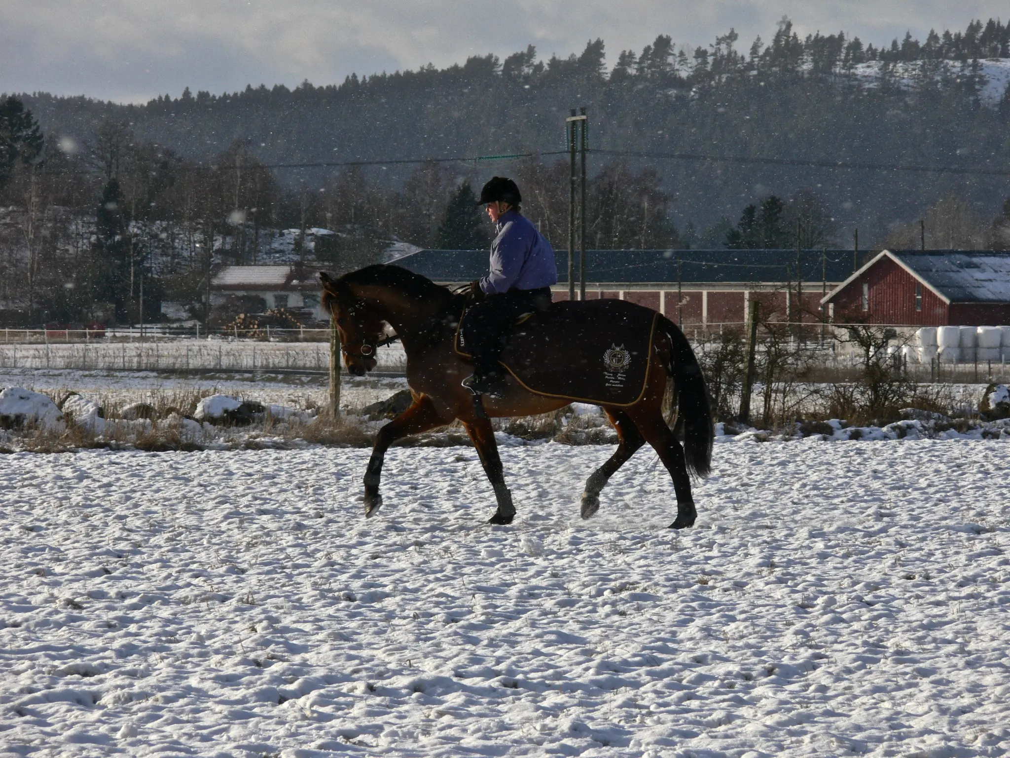 Unghästutbildning i lantlig miljö