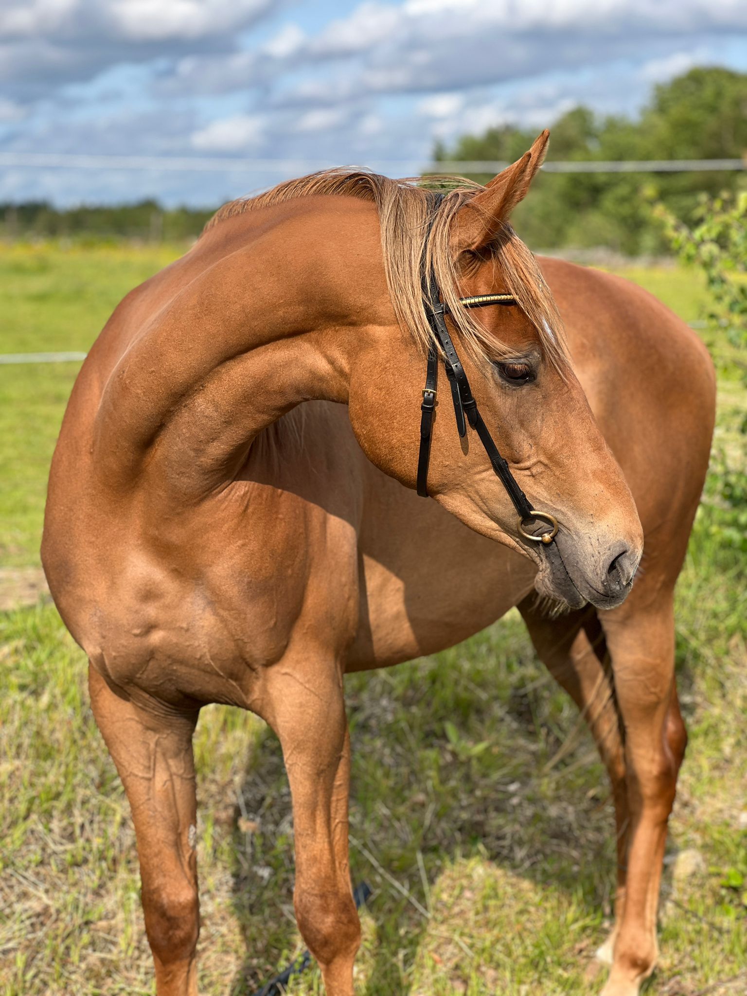 Försäljning av häst